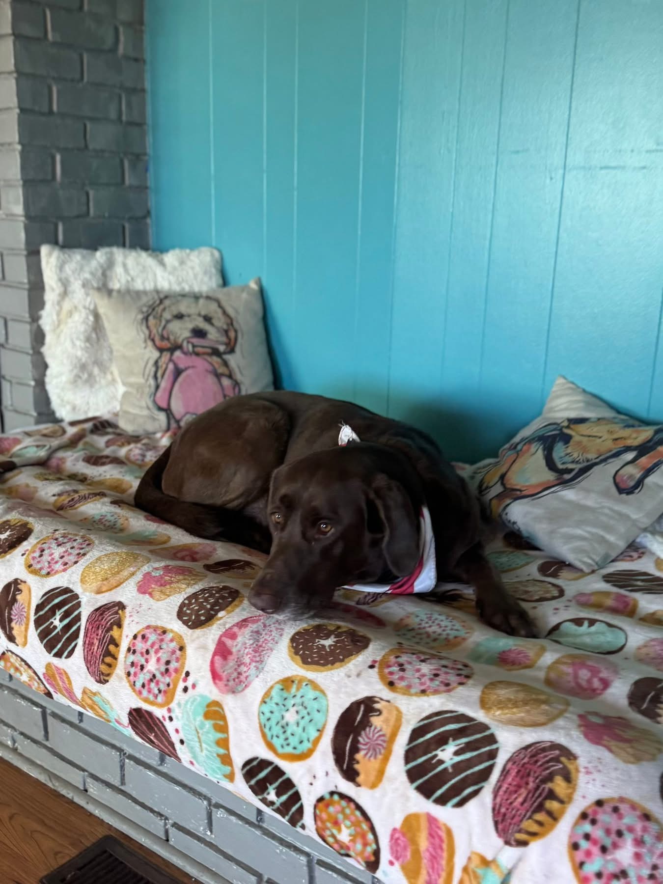 Boarding Dog