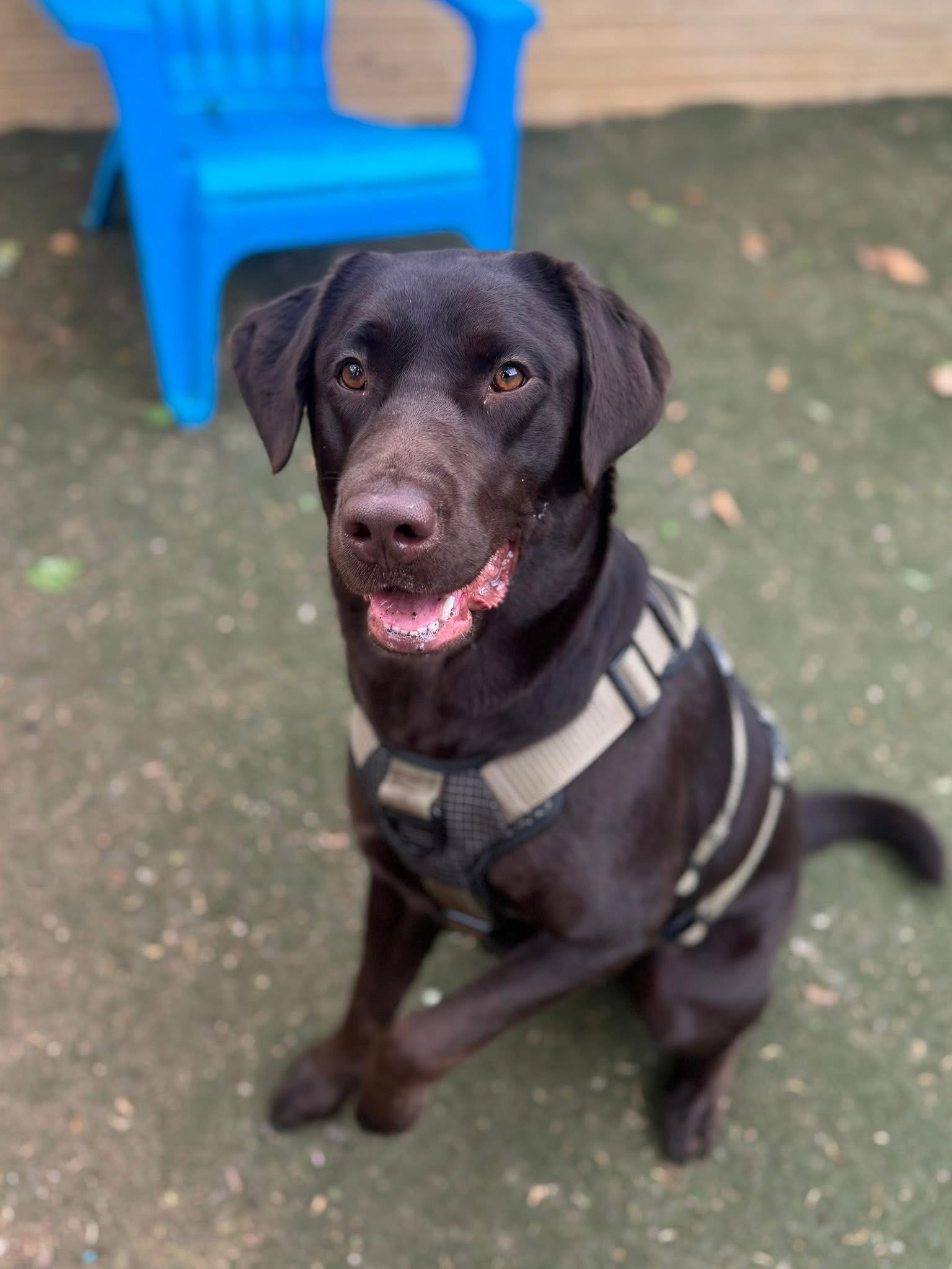 Happy Dog