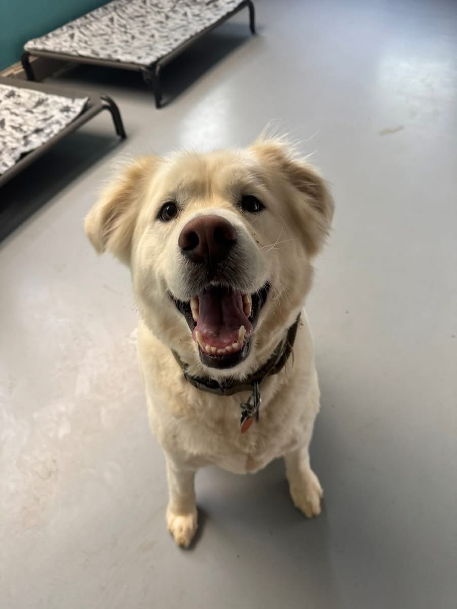 Dog
