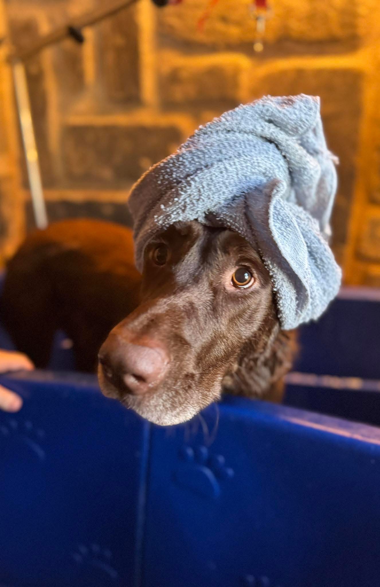 Grooming Dog