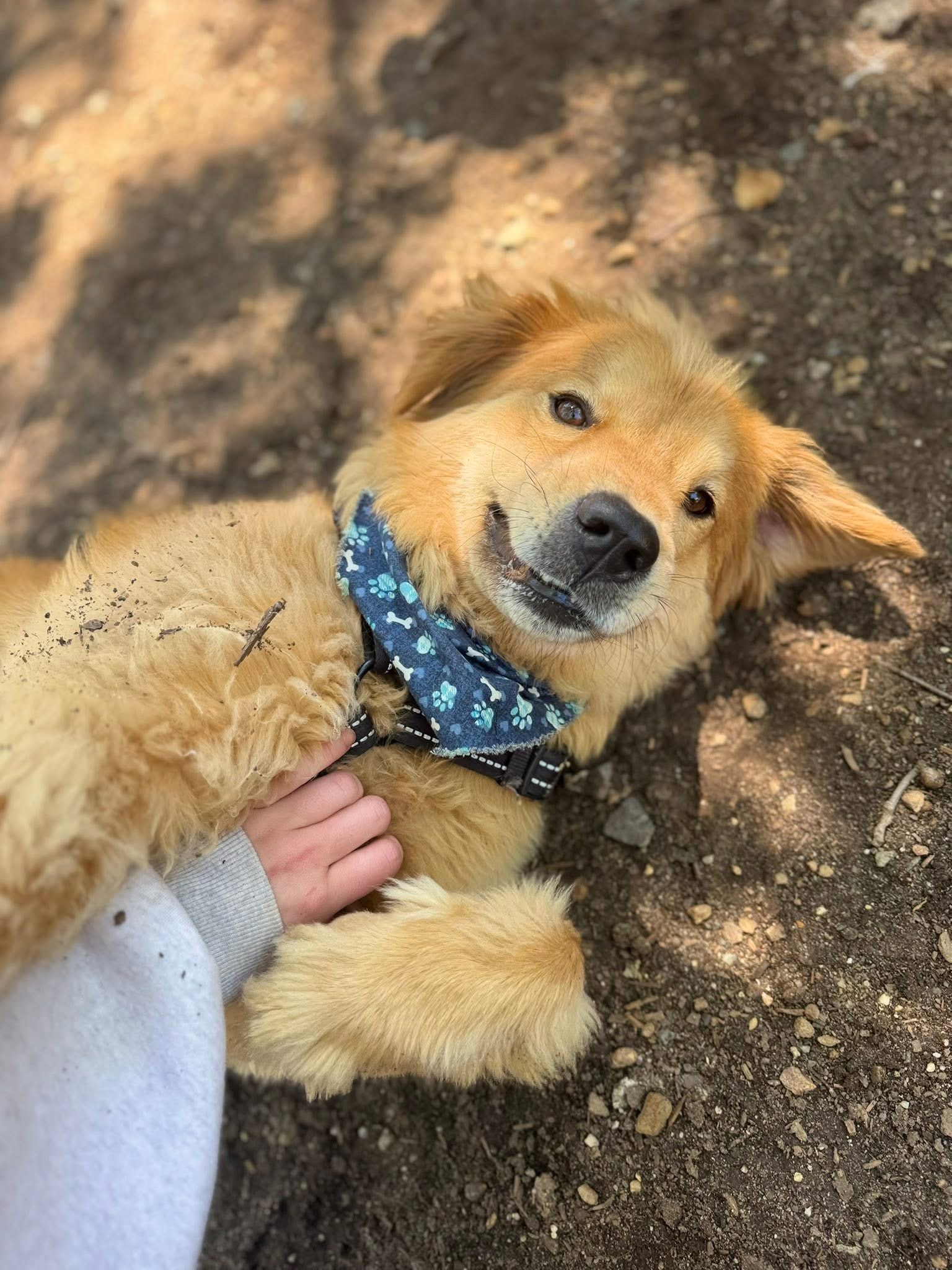 Happy Dogs